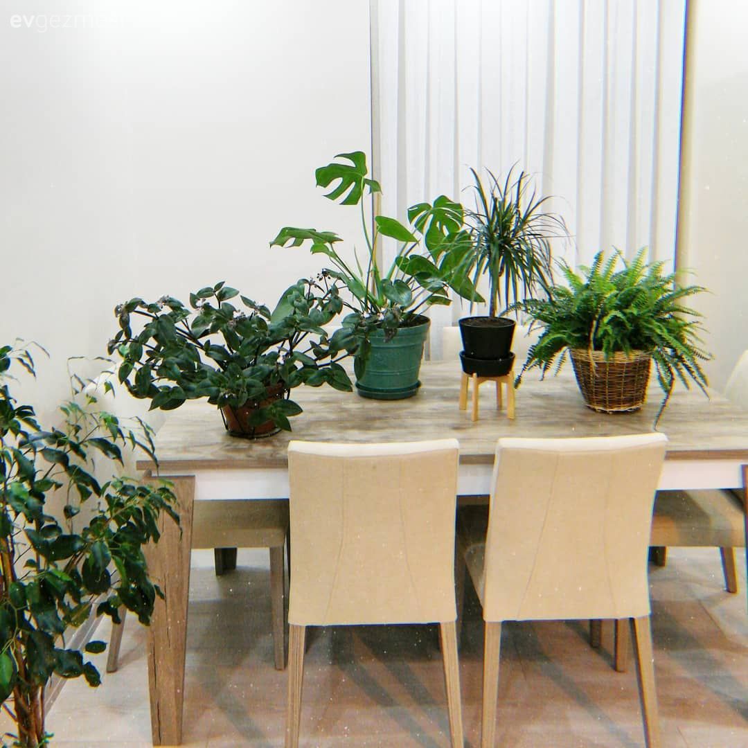 Ev Gezmesi: Başrolü Bitkilerin Kaptığı Keyifli Bir Salon