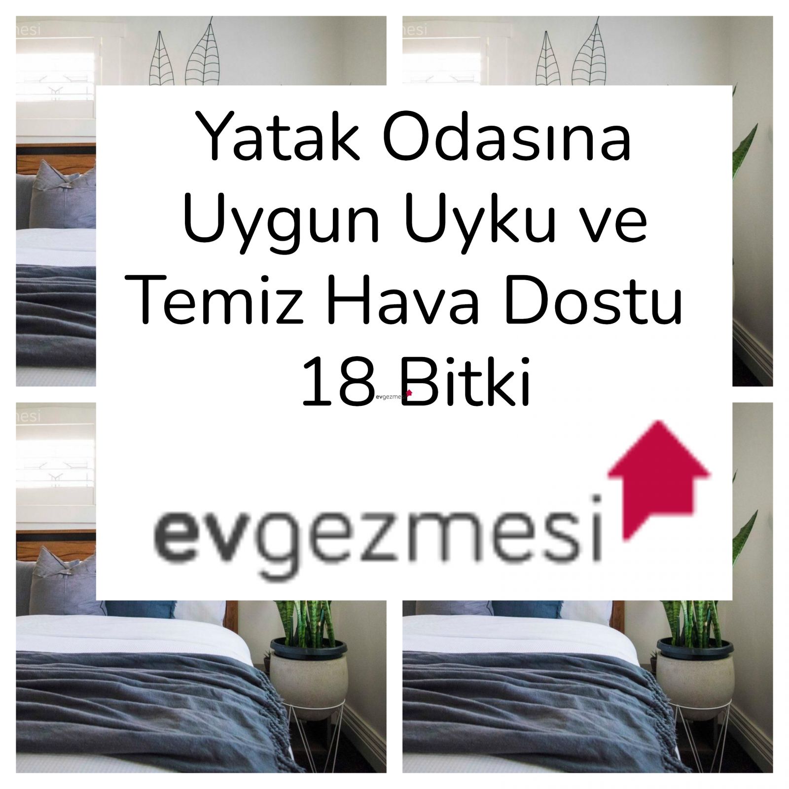 Yatak Odasına Uygun Uyku ve Temiz Hava Dostu  18 Bitki