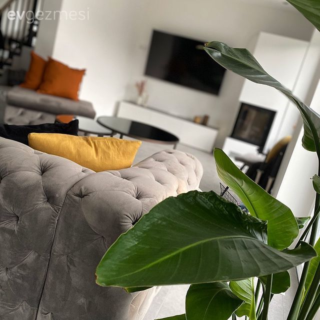 Salon, Gri, Modern chesterfield, Sarı, Siyah, Beyaz, Koltuk takımı, Orta sehpa, Sehpa, Şömine, Tv ünitesi, Tv ünitesi aksesuarları, Ev Aksesuar, Ev bitkisi, Saksı