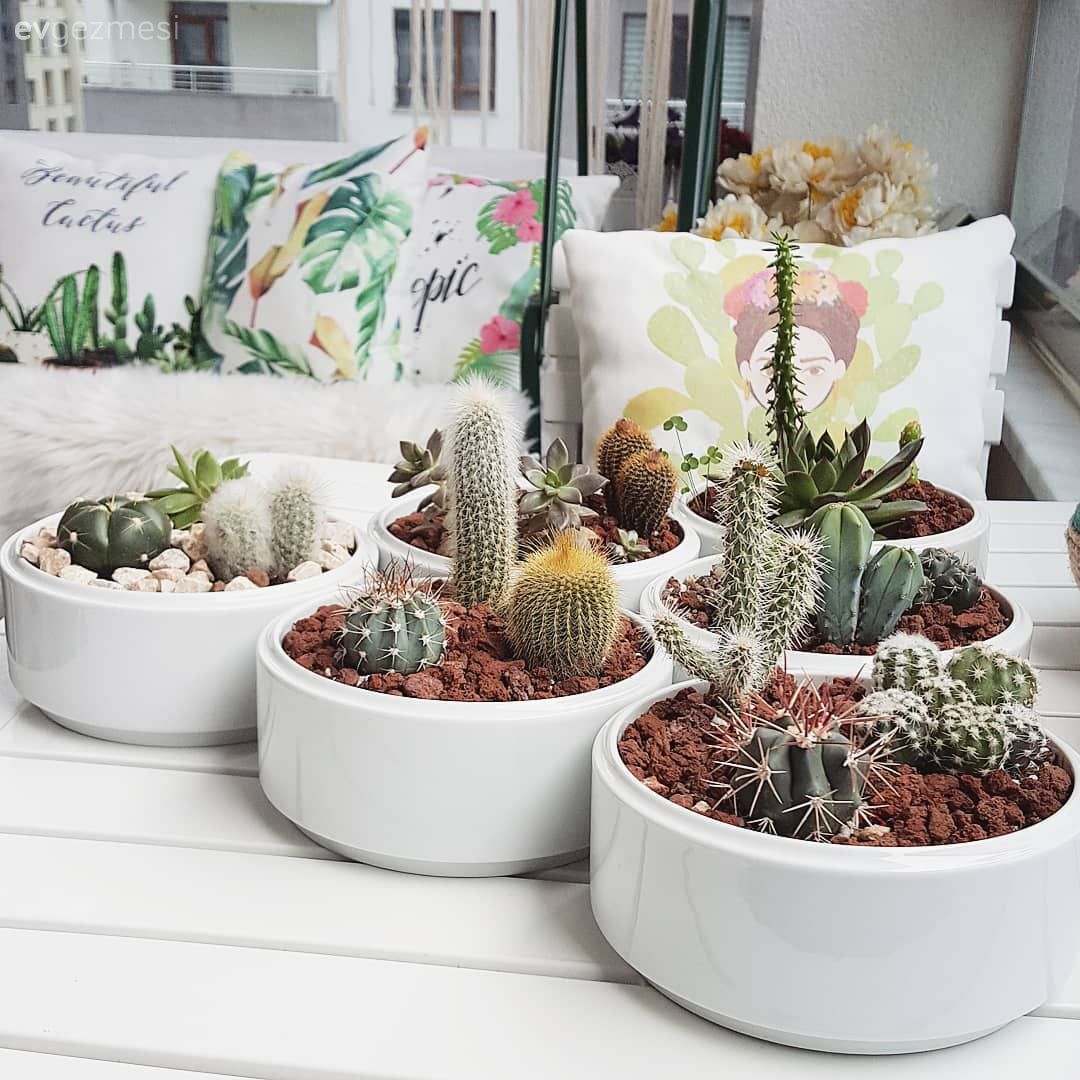 Kaktüs, Ev bitkisi, Balkon çiçekleri