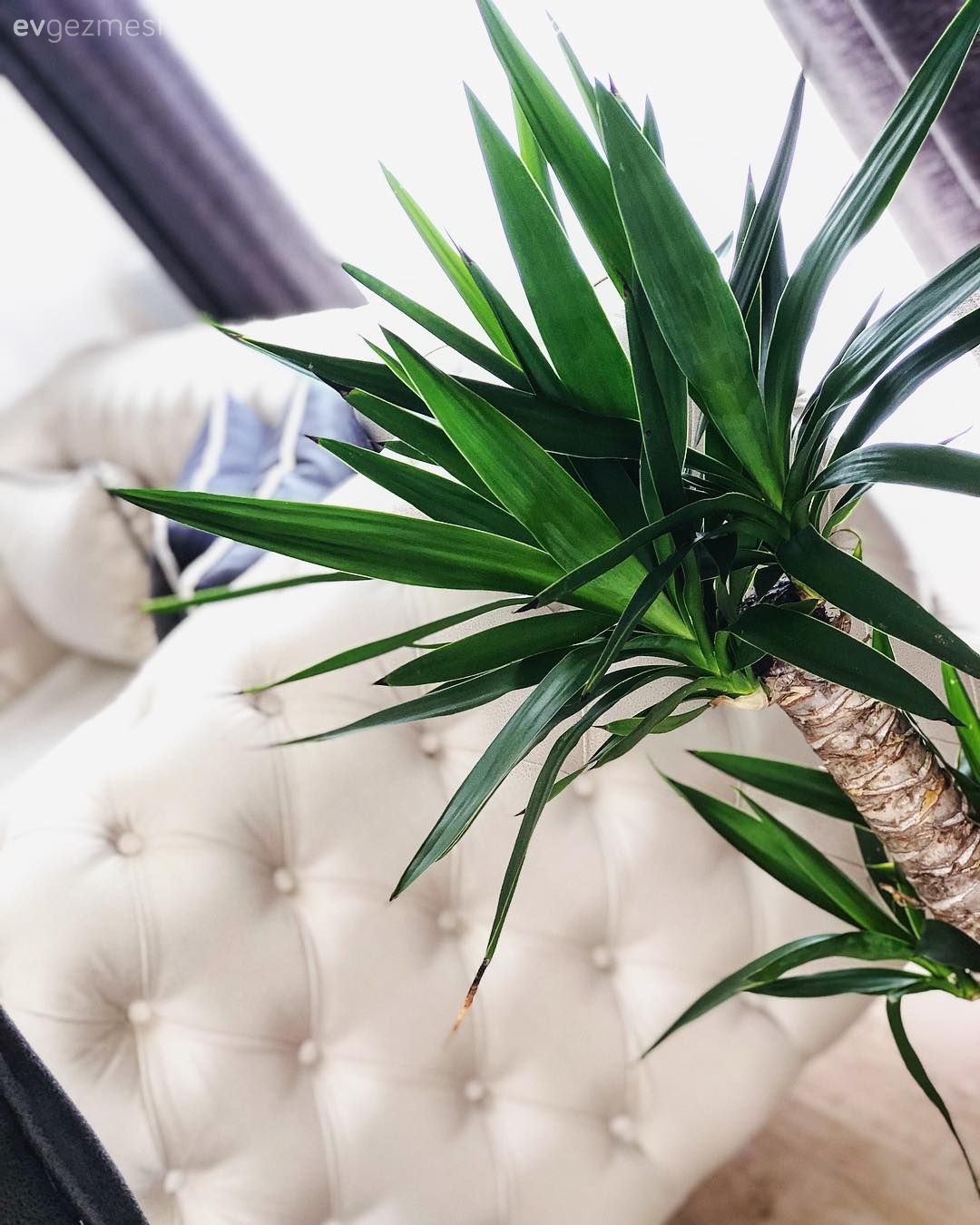 Ev bitkisi, Ev Aksesuar, Modern chesterfield