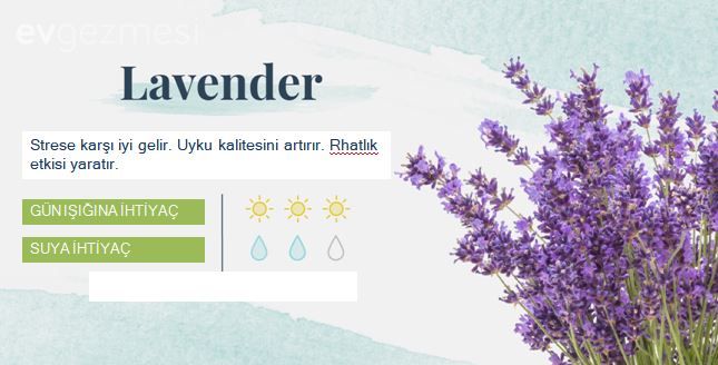 Yatak Odasına Uygun Uyku ve Temiz Hava Dostu  18 Bitki