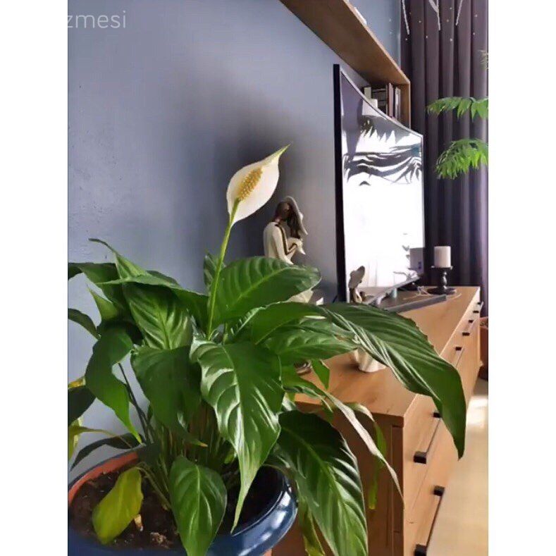 Tv ünitesi, Tv ünitesi aksesuarları, Ev Aksesuar, Antrasit duvar, Ev bitkisi, Duvar rafı, Duvar dekorasyonu, Fon perde, Perde