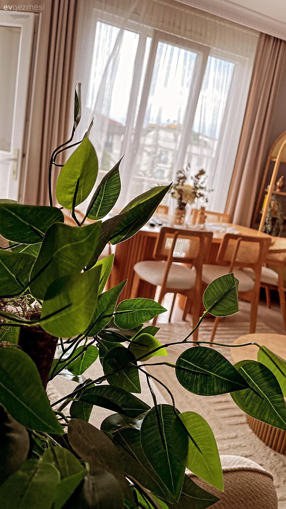 Ev bitkisi, Ahşap Mobilya, Beyaz, Sandalye, Yemek masası, Krem, Fon perde, Perde, Tül perde