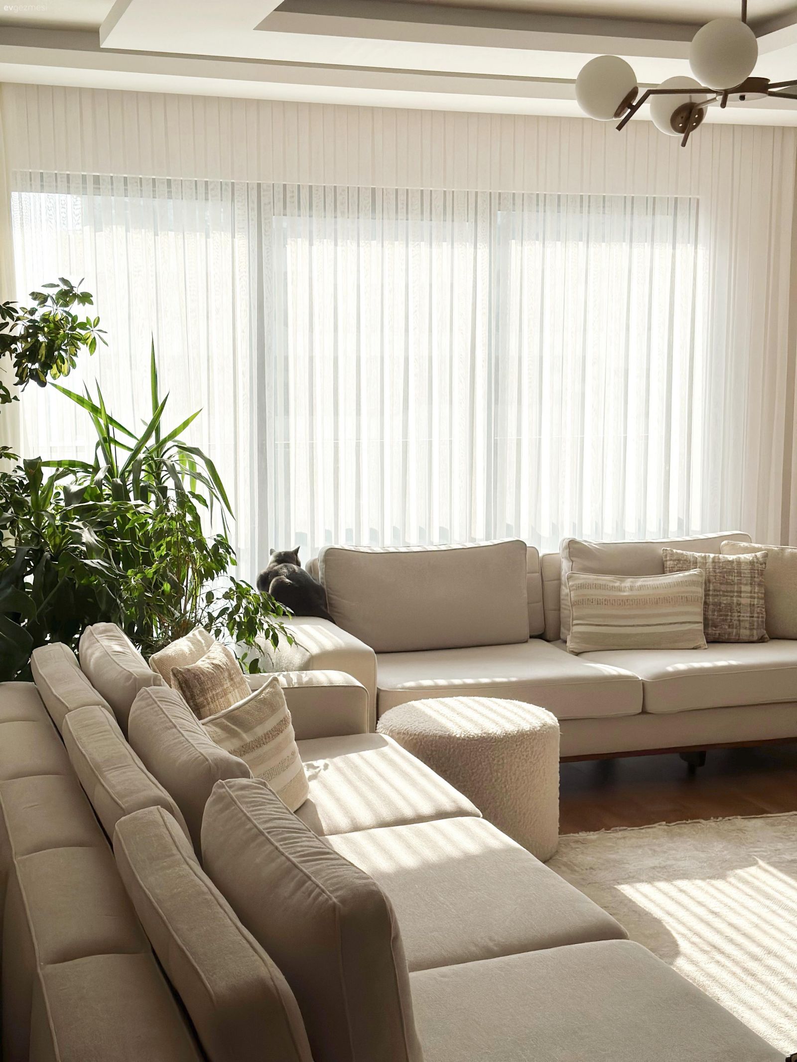Salon, Modern, Krem, Bej, Beyaz, Tül perde, Perde, Koltuk takımı, Puf, Ev bitkisi, Halı, Avize, Aydınlatma, Salon avizesi, Kırlent, Ev tekstili