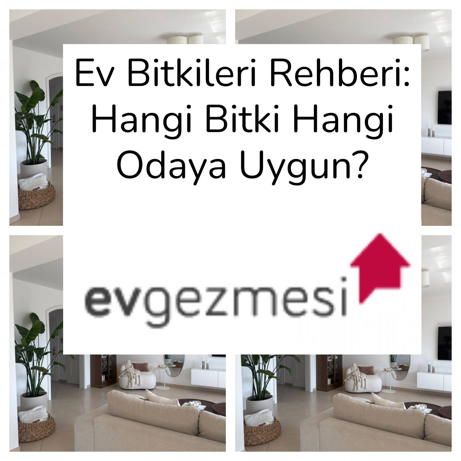 Ev Bitkileri Rehberi: Hangi Bitki Hangi Odaya Uygun?