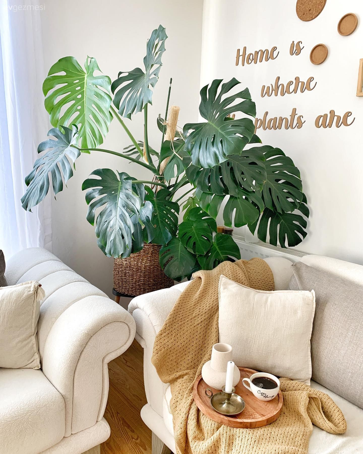 Duvar dekorasyonu, Ev bitkisi, Krem, Bej, Beyaz, Parke