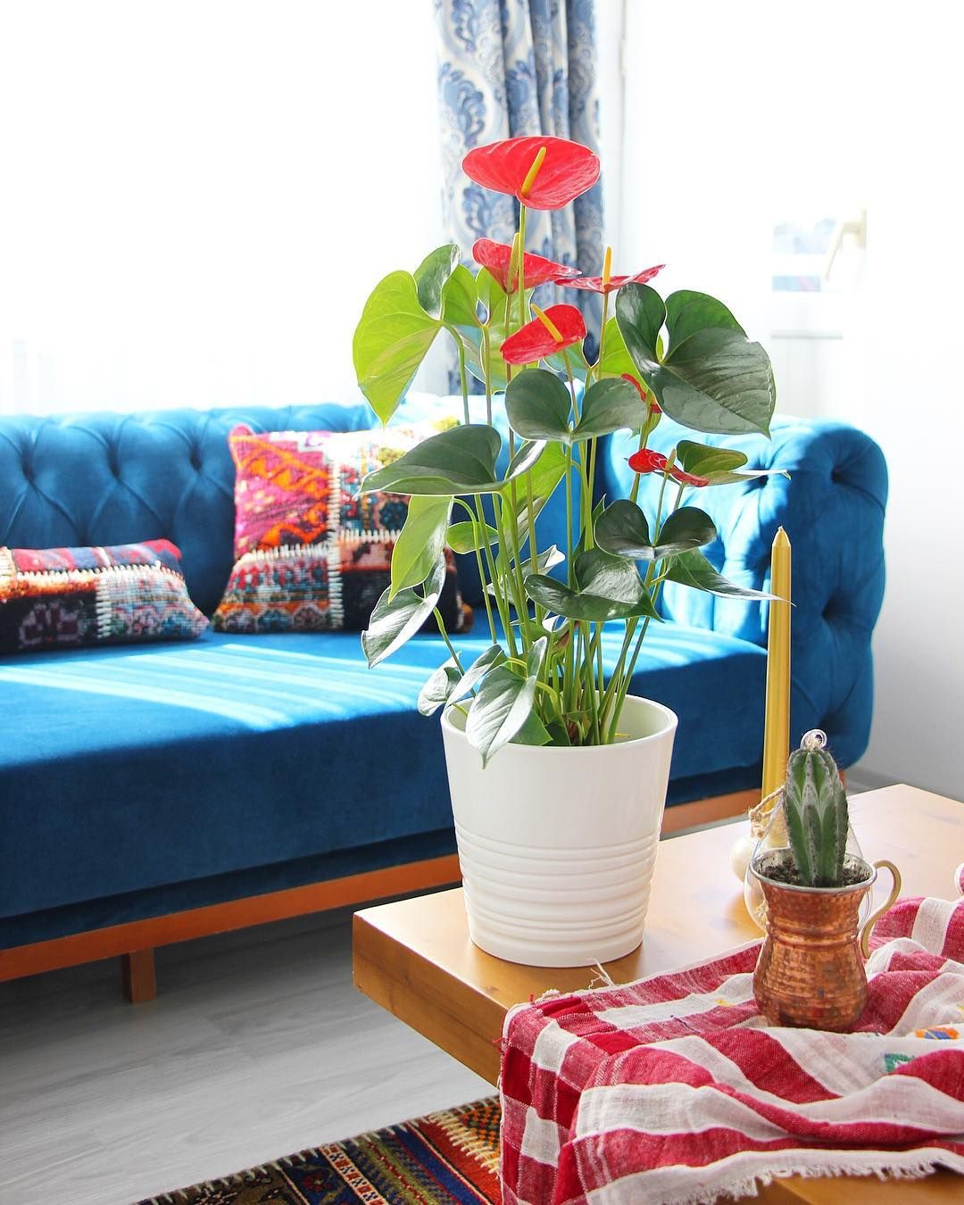 Salon, Modern chesterfield, Mavi, Ahşap Mobilya, Saksı, Ev bitkisi, Orta sehpa, Sehpa, Ahşap masa, Kırlent, Ev tekstili, Fon perde, Perde, Tül perde