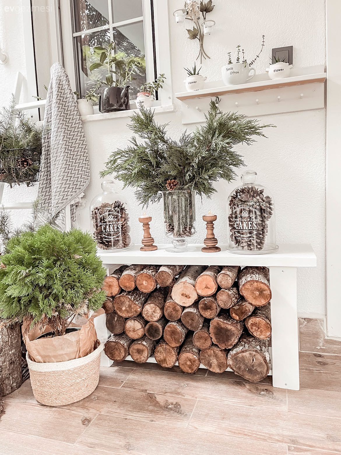 Dekoratif Objeler, Ev bitkisi