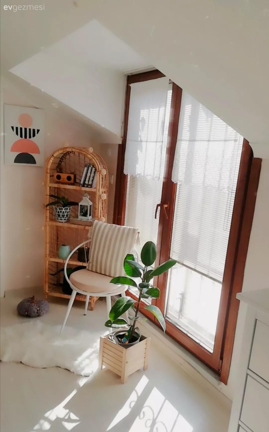 Sandalye, Ev bitkisi, Saksı, Kitaplık, Post halı, Halı