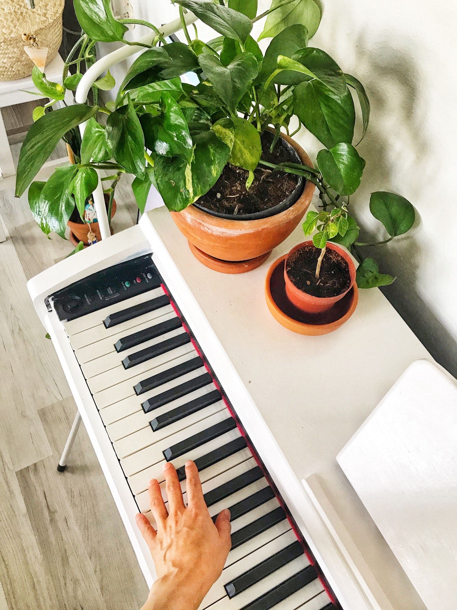 Piyano, Beyaz, Ev bitkisi