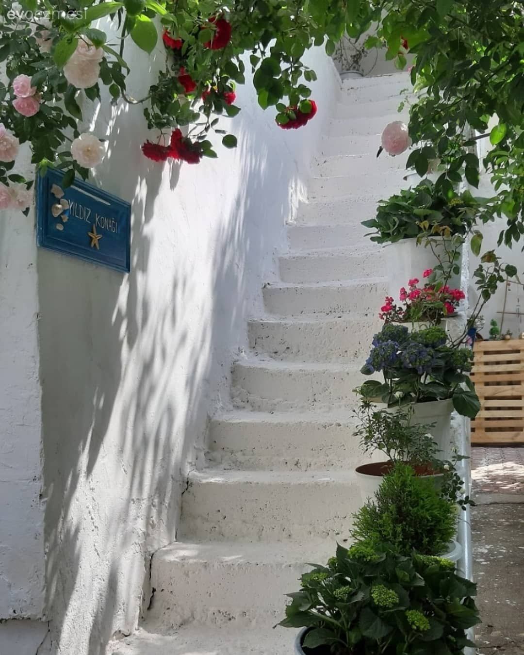 Yaşam Alanınızı Renklendirmek İçin En Güzel Çiçekler!