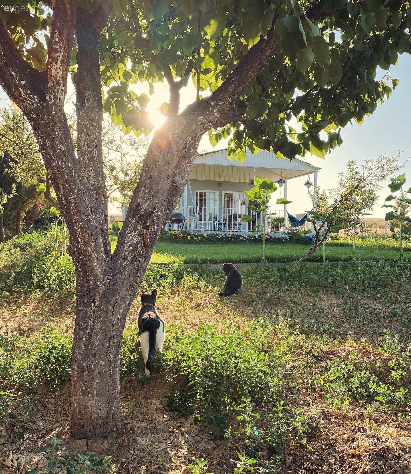 Bahçe, Müstakil Ev, Dış cephe