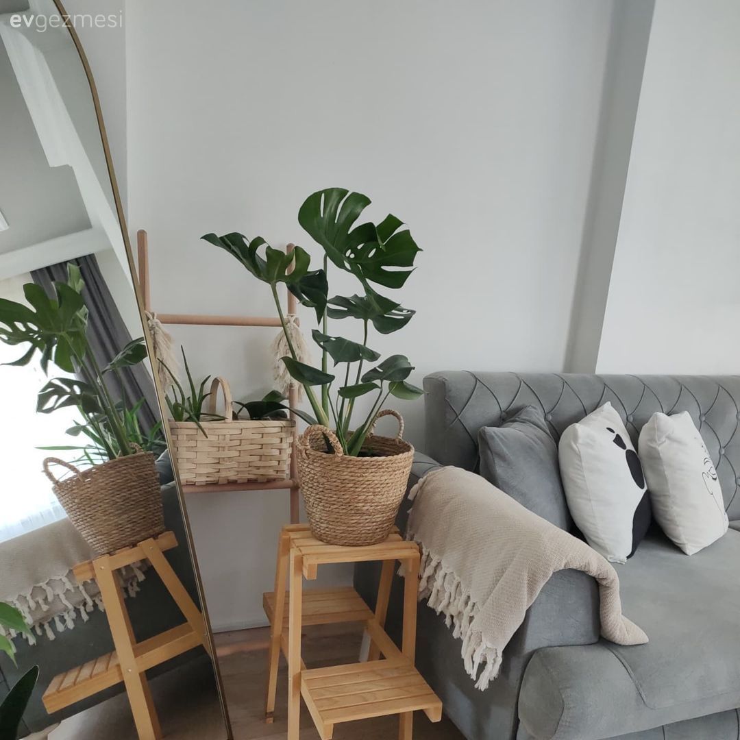 Boy aynası, Ayna, Saksı, Ev bitkisi, Koltuk takımı, Gri, Beyaz