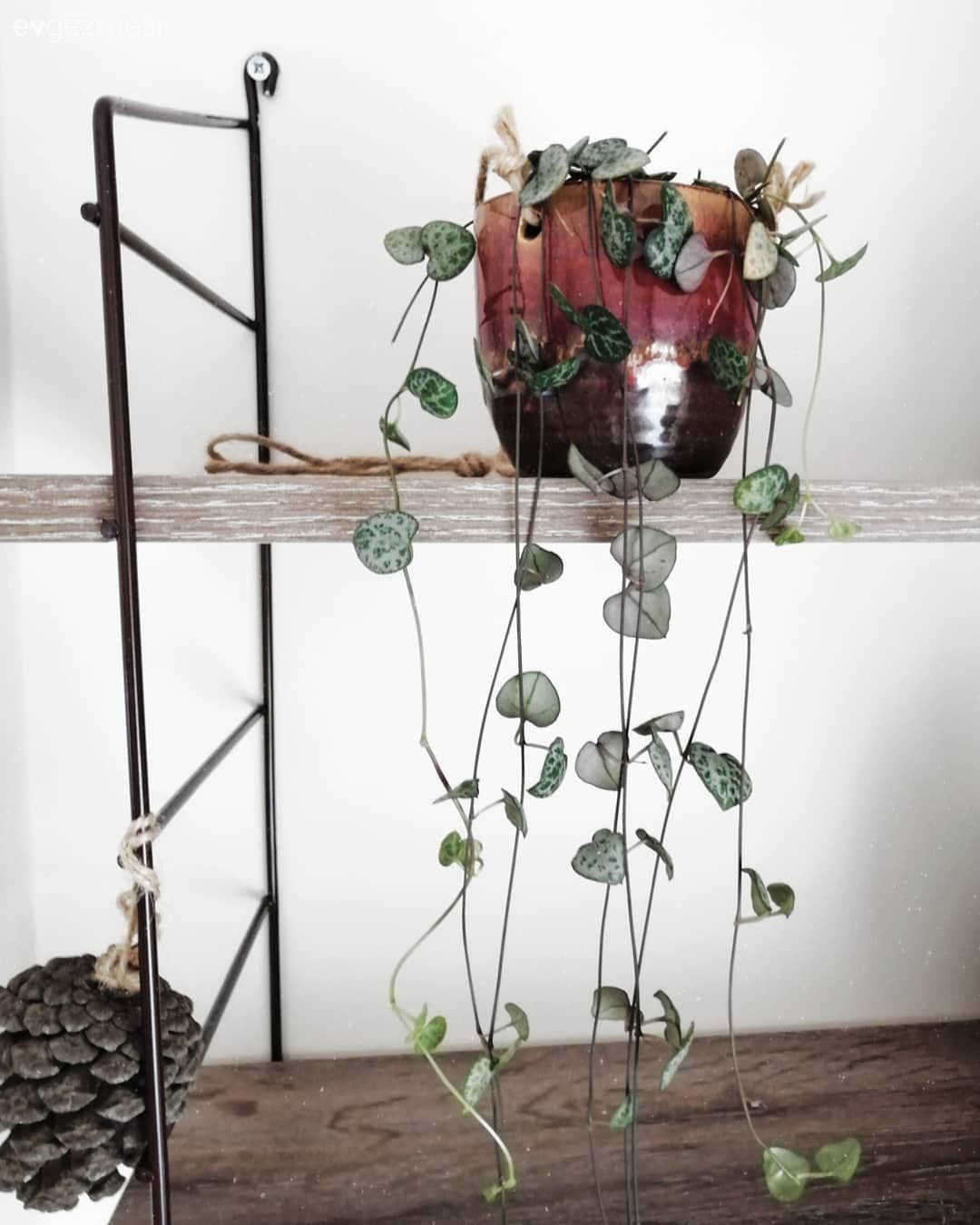 Duvar rafı, Duvar dekorasyonu, Ev bitkisi, Saksı