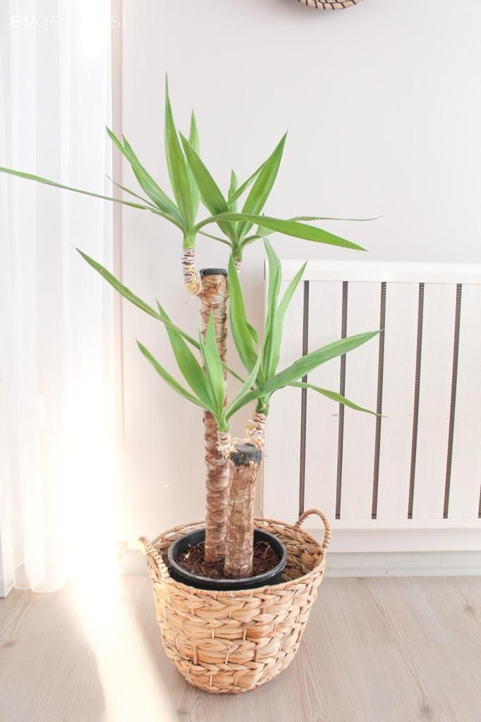 Ev bitkisi, Sepet saksı