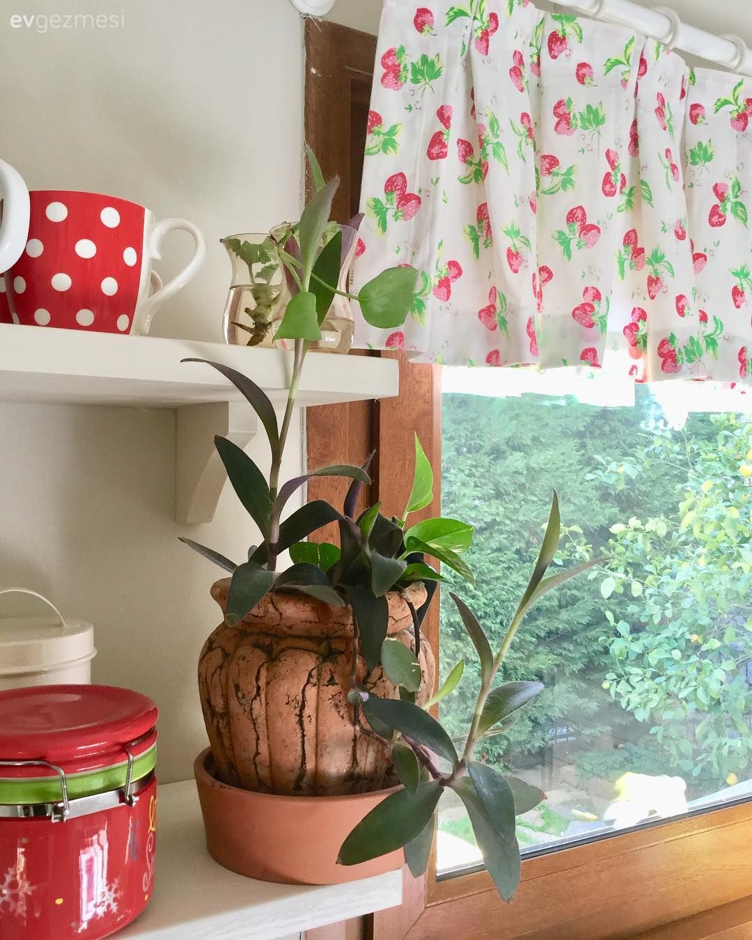 Mutfak, Mutfak perdesi, Duvar rafı, Duvar dekorasyonu, Beyaz, Ev bitkisi, Saksı