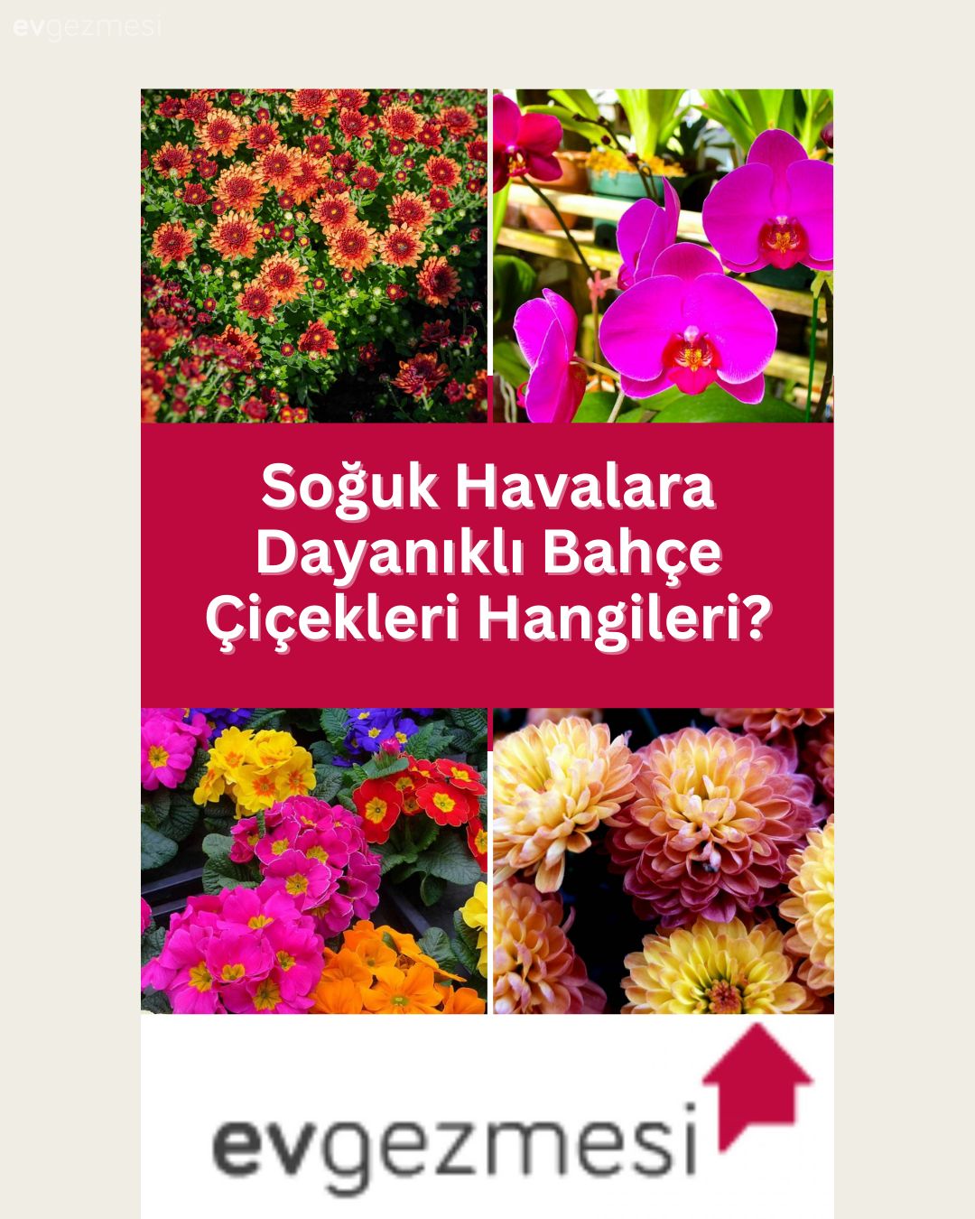 Soğuk Havalara Dayanıklı Bahçe Çiçekleri Hangileri?