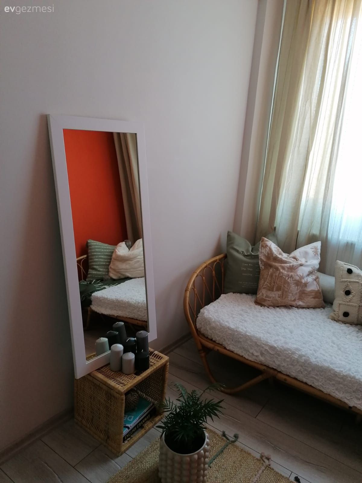 Ayna, Beyaz, Turuncu, Ev bitkisi, Saksı