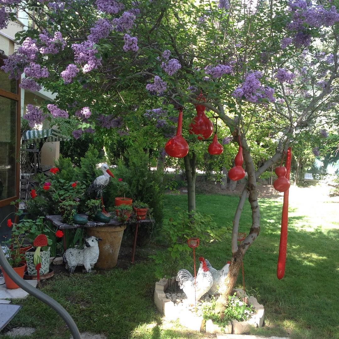 Bahçe, Kırmızı, Ev bitkisi