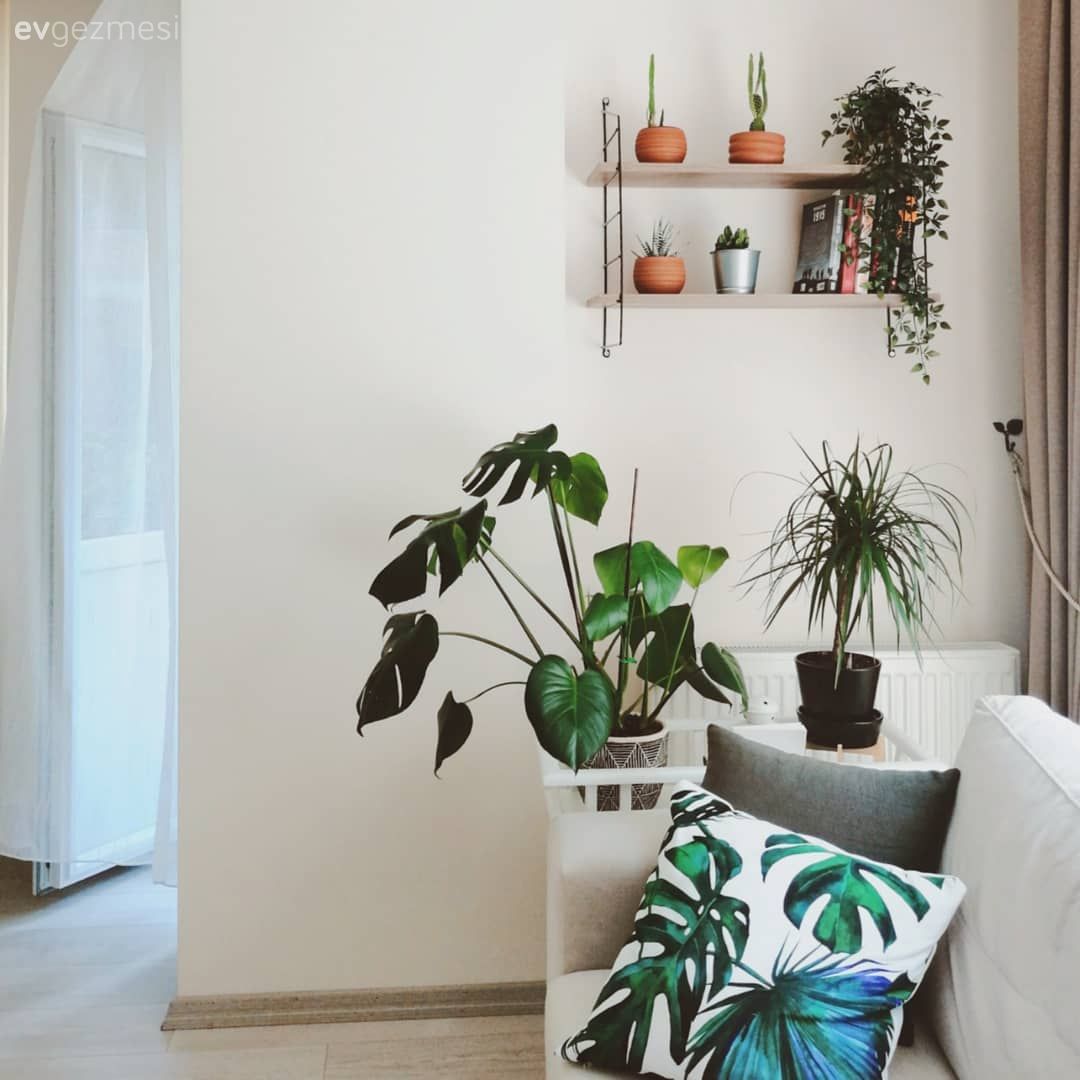 Duvar rafı, Duvar dekorasyonu, Ev bitkisi, Saksı