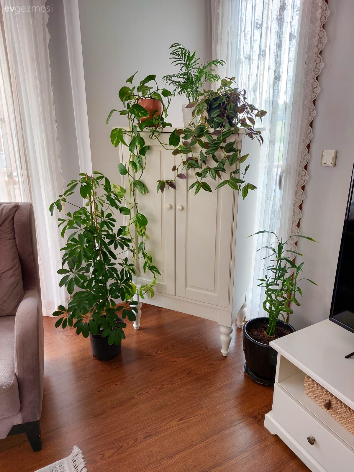 Ev bitkisi, Saksı, Berjer