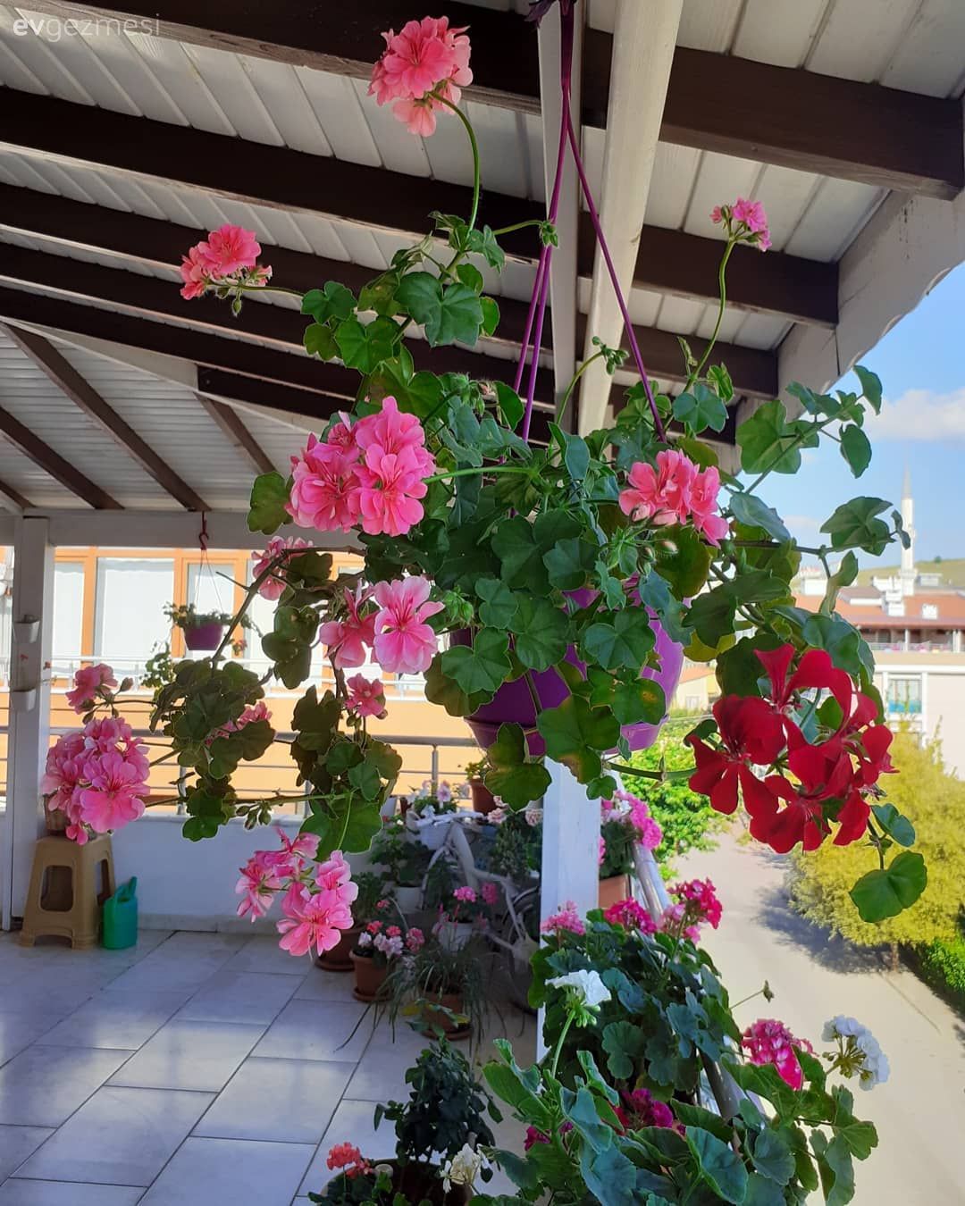 Teras, Balkon çiçekleri, Saksı, Beyaz, Kırmızı, Pembe