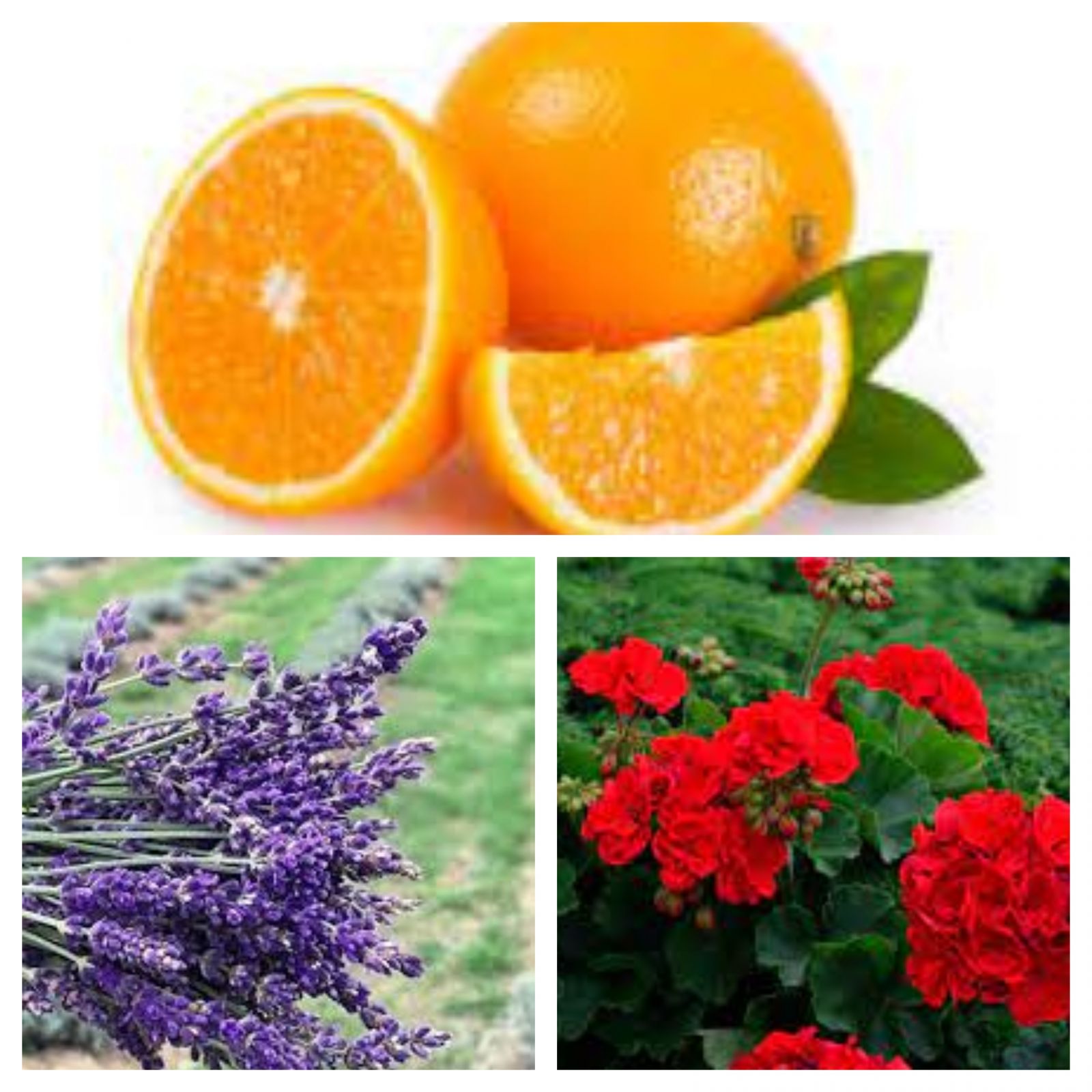 Evdeki Kötü Kokulara En İyi Çözüm: Ev Yapımı Oda Kokuları