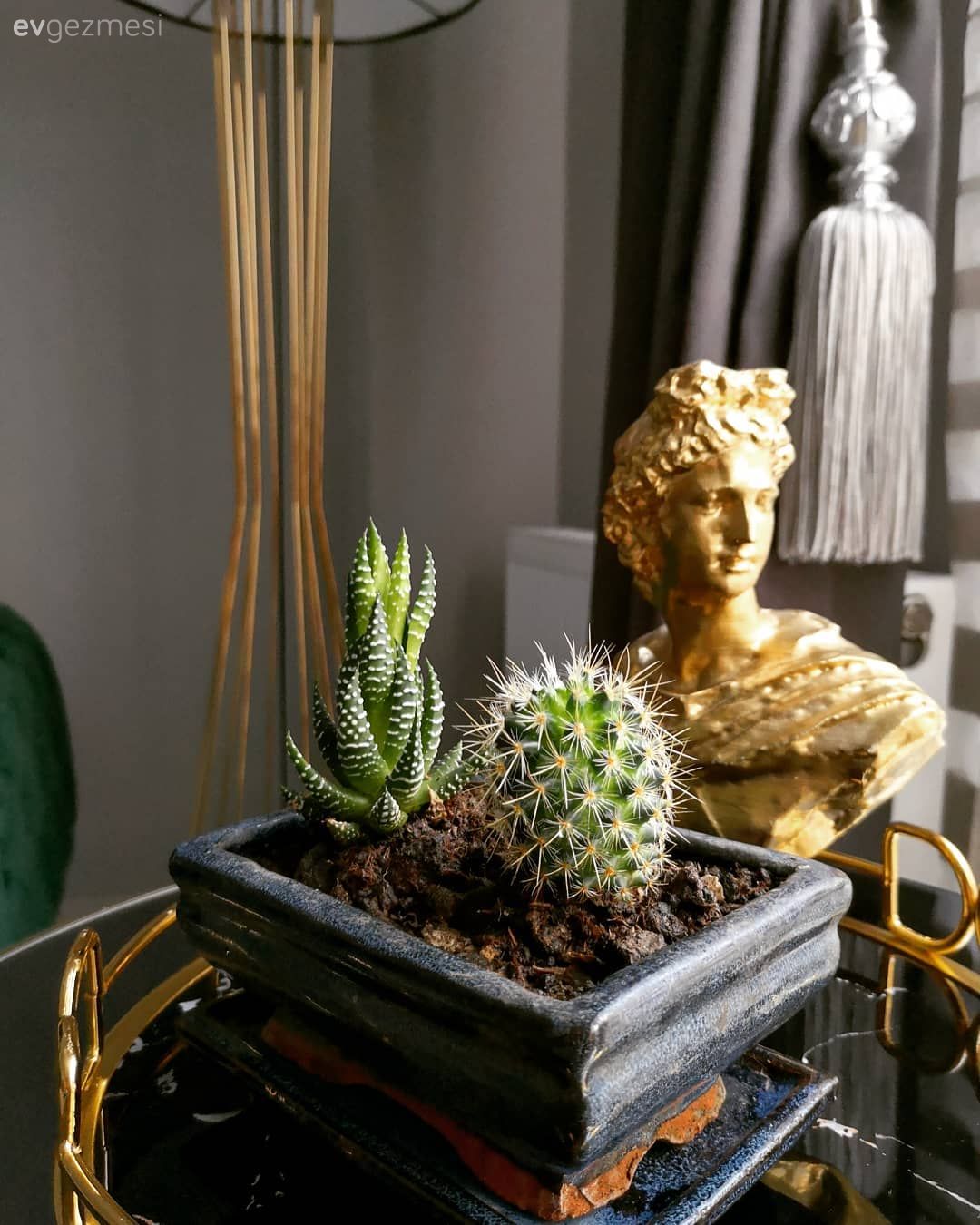 Ev Aksesuar, Saksı, Vazo, Dekoratif Objeler, Altın, Gri, Kaktüs, Ev bitkisi, Fon perde, Perde, Salon, Sehpa üstü aksesuarı