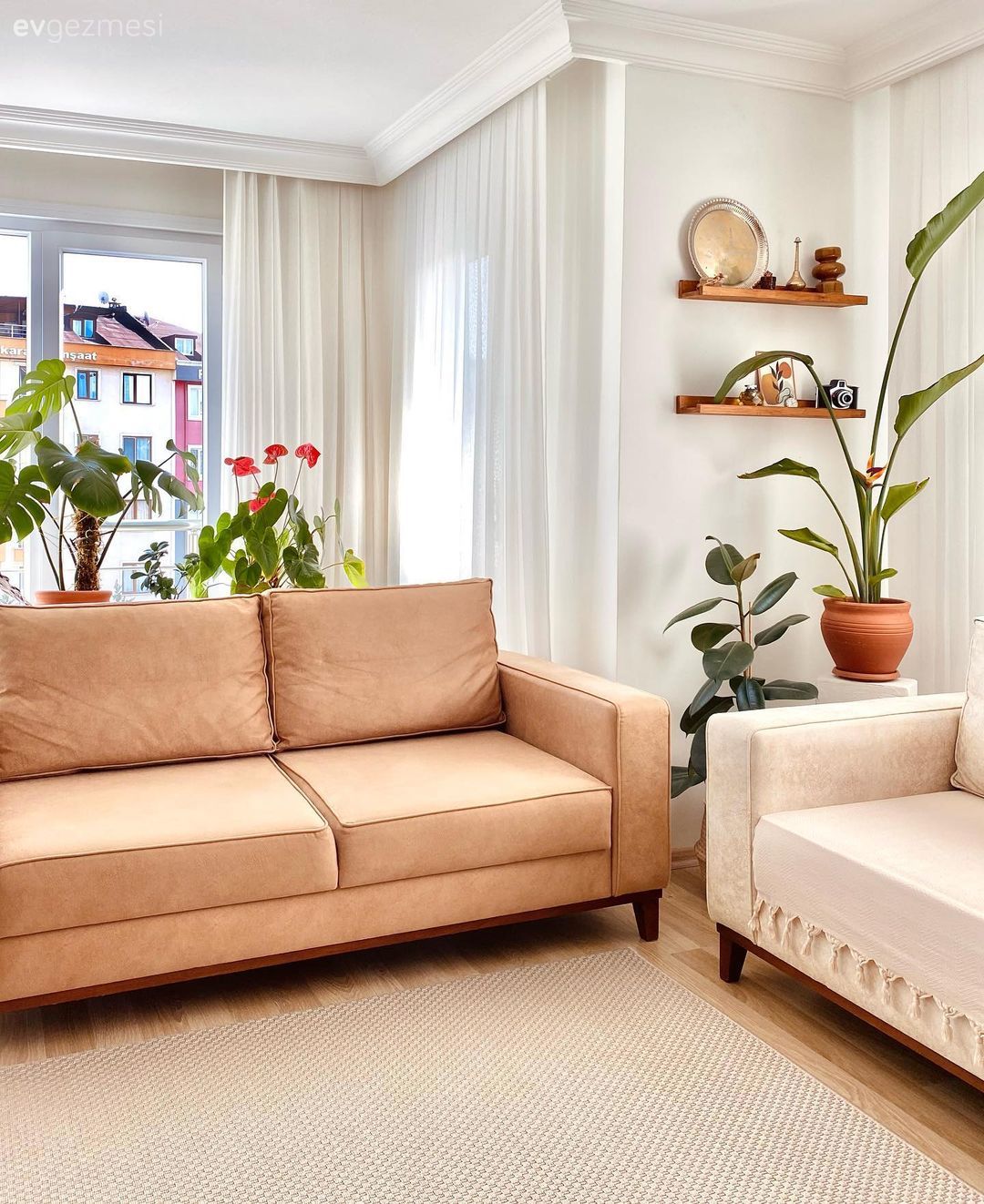 Koltuk takımı, Krem, Bej, Ev bitkisi, Duvar rafı, Duvar dekorasyonu, Tül perde, Perde, Halı