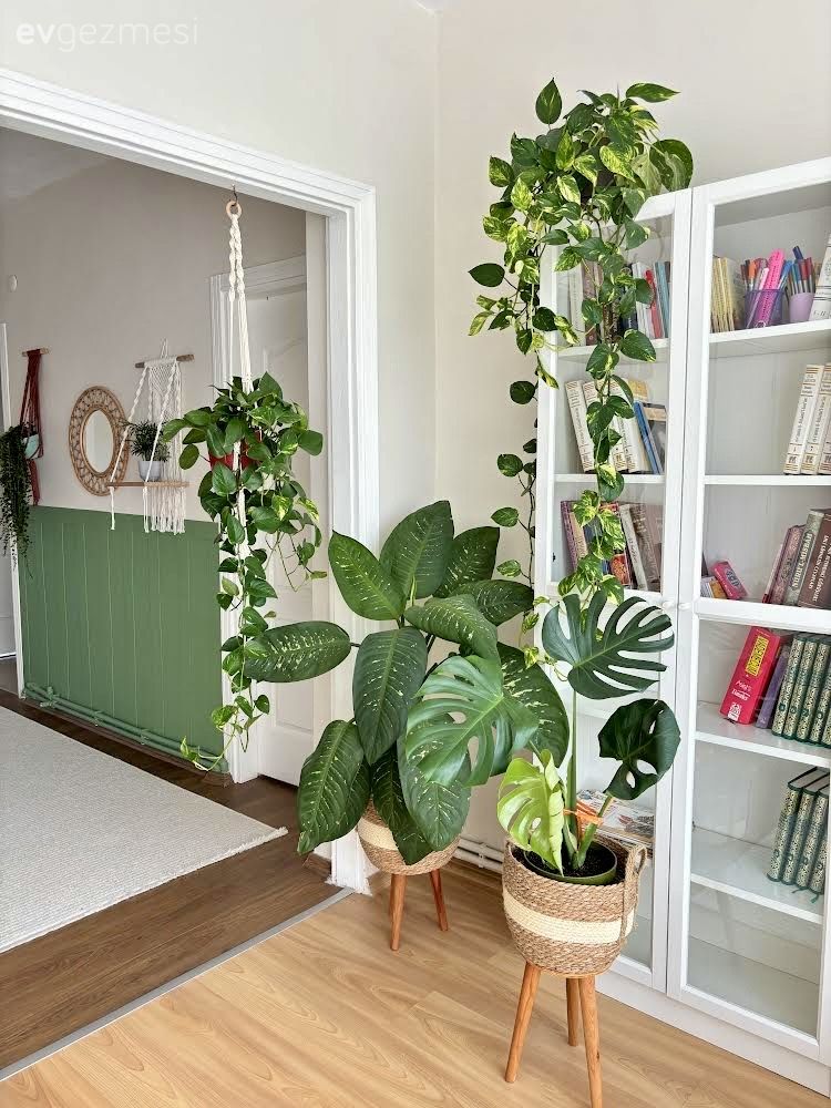 Salon Çiçekleri ile Evlerin Enerjisi Nasıl Yükseltilir?