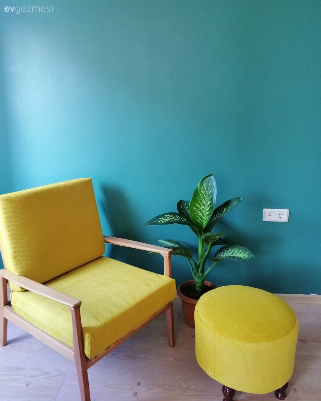 Mavi duvar, Mavi, Sarı, Berjer, Puf, Ev bitkisi