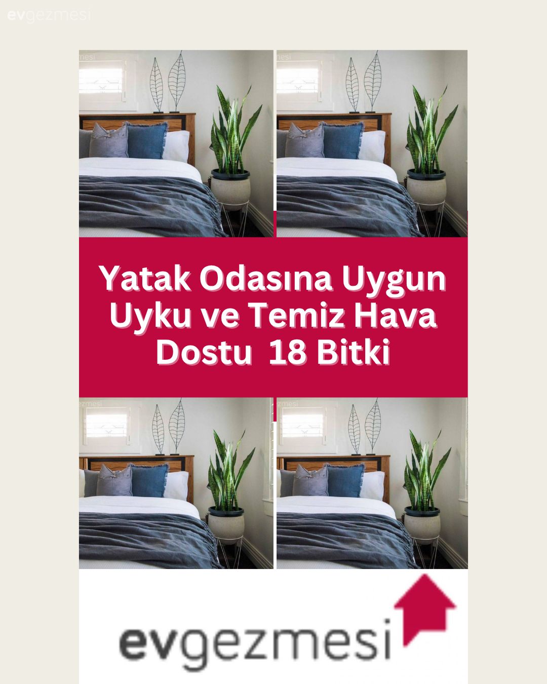 Yatak Odasına Uygun Uyku ve Temiz Hava Dostu  18 Bitki