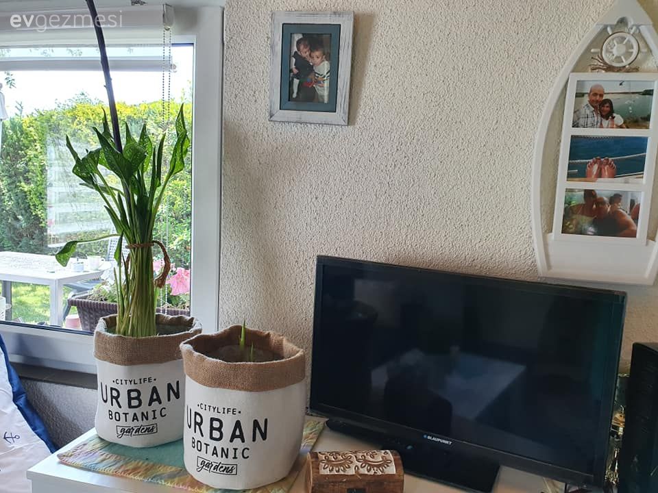 Saksı, Ev bitkisi, Beyaz, Çerçeve, Duvar dekorasyonu