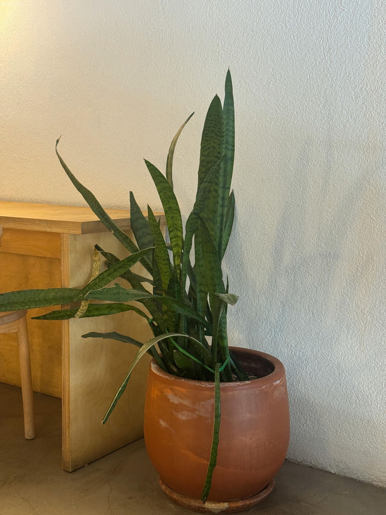 Yaz Sıcaklarına Dayanıklı Ev Bitkileri ve Bakımı