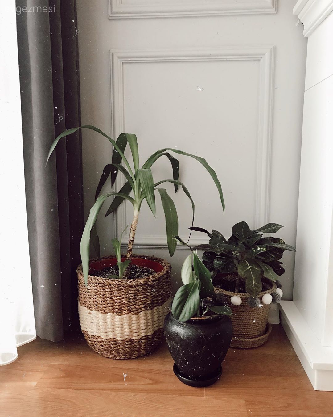 Hasır sepet, Ev bitkisi, Duvar çıtalama