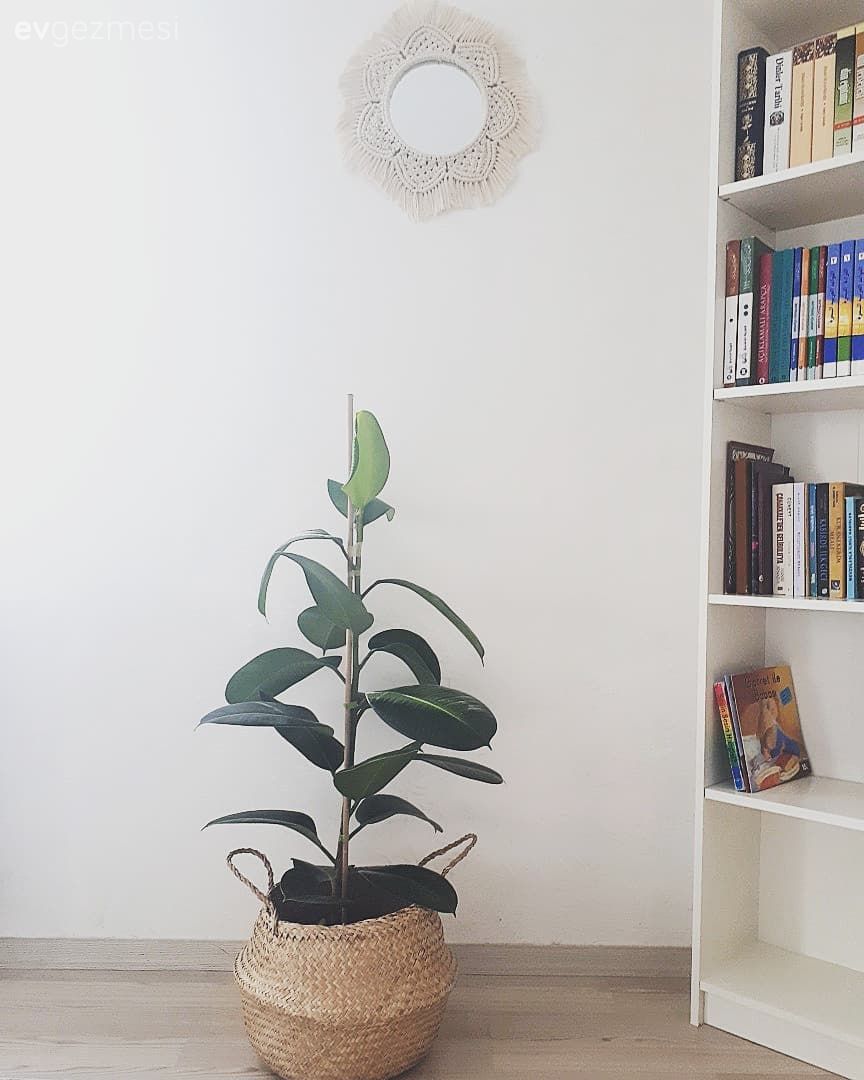 Kitaplık, Hasır, Saksı, Ev bitkisi, Yuvarlak ayna, Dekoratif ayna, Makrome