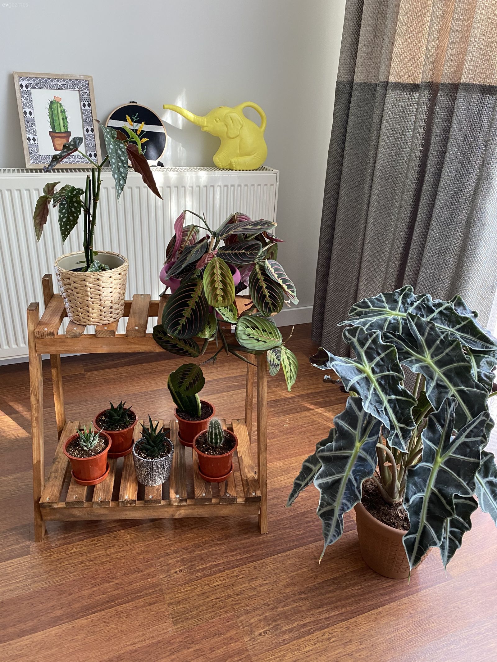 Ev bitkisi, Fon perde, Perde, Parke