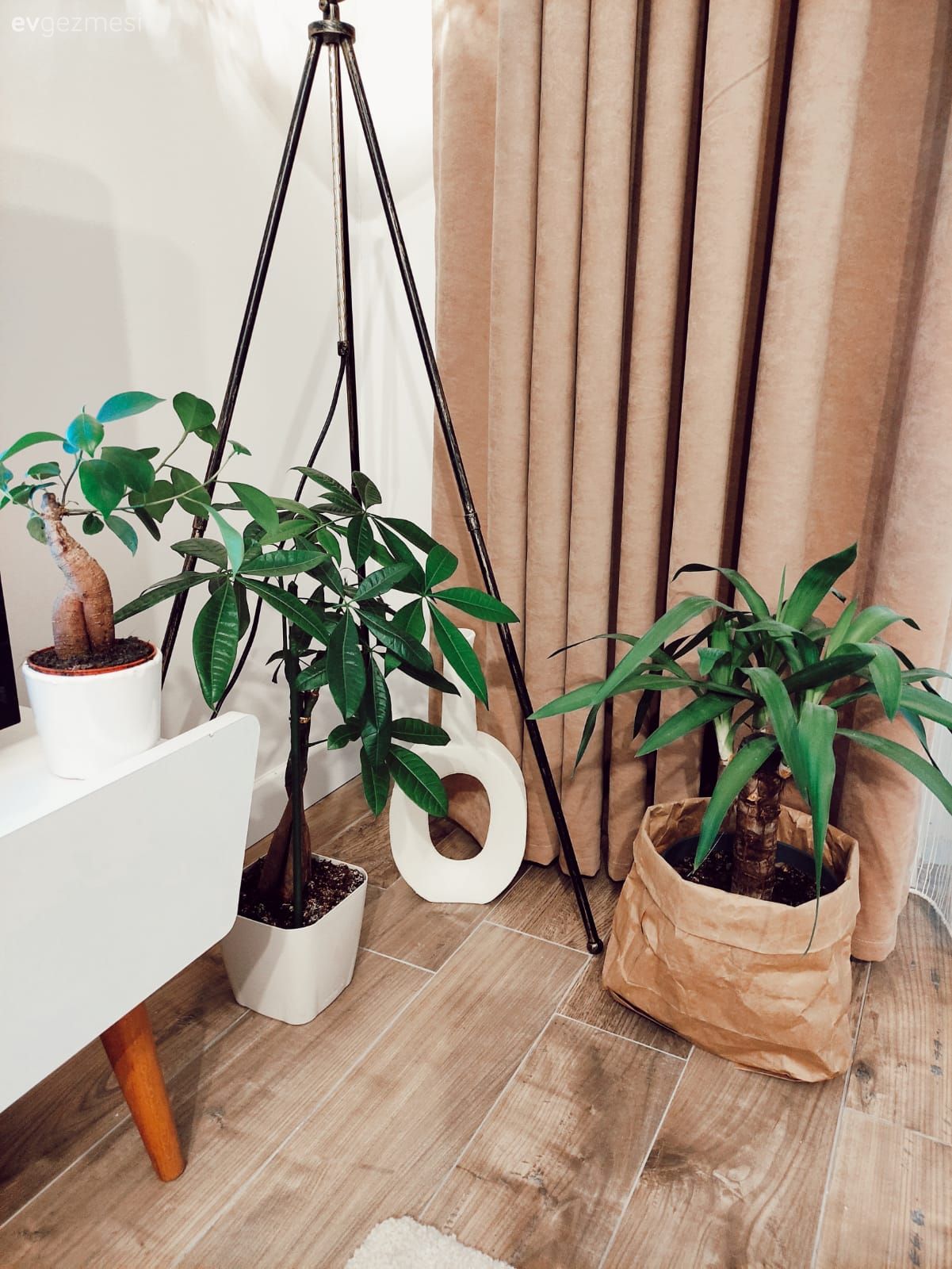 Tv ünitesi, Ev bitkisi, Saksı, Fon perde, Perde, Tül perde