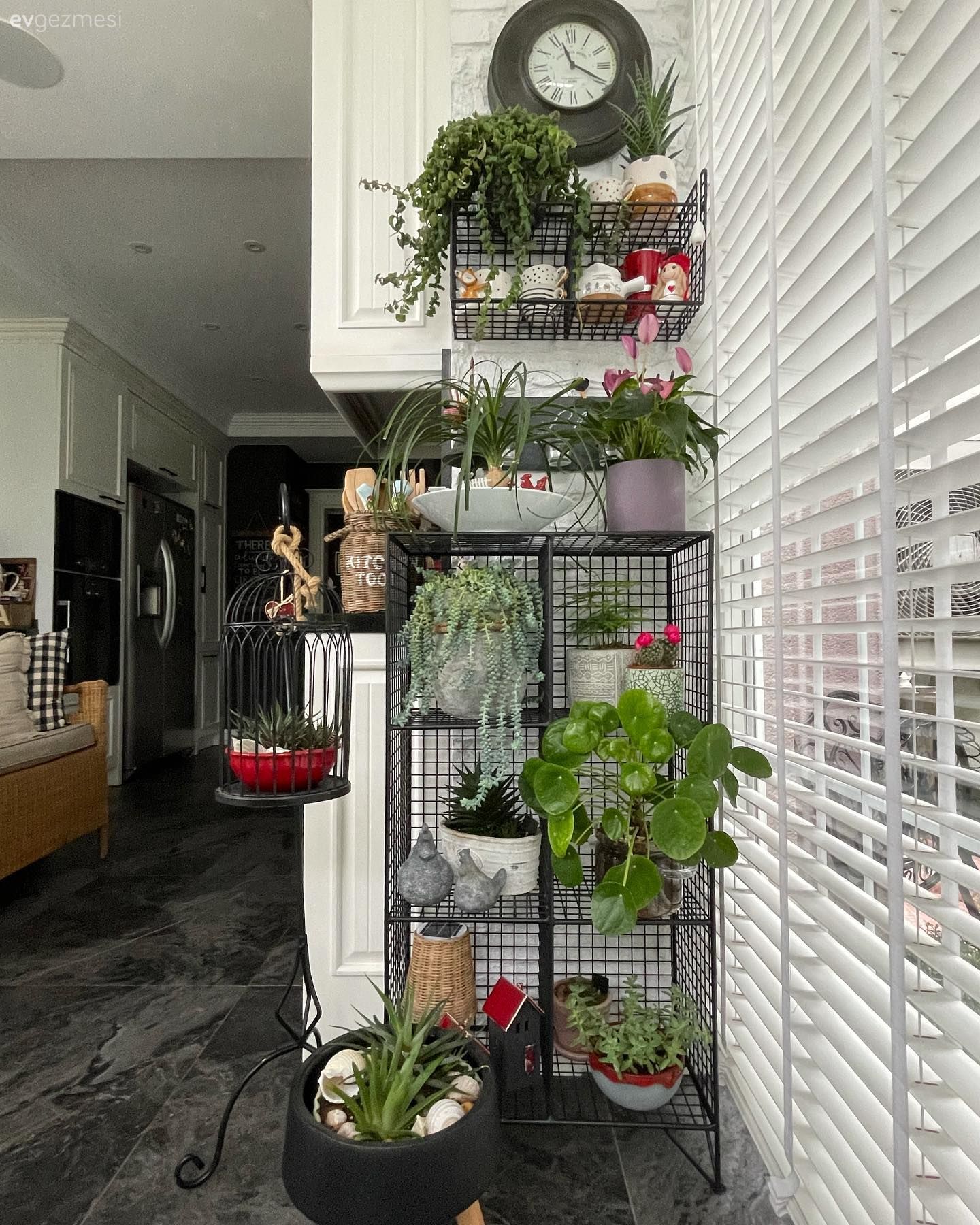 Jaluzi, Beyaz, Ev bitkisi, Duvar rafı, Duvar dekorasyonu, Kırmızı