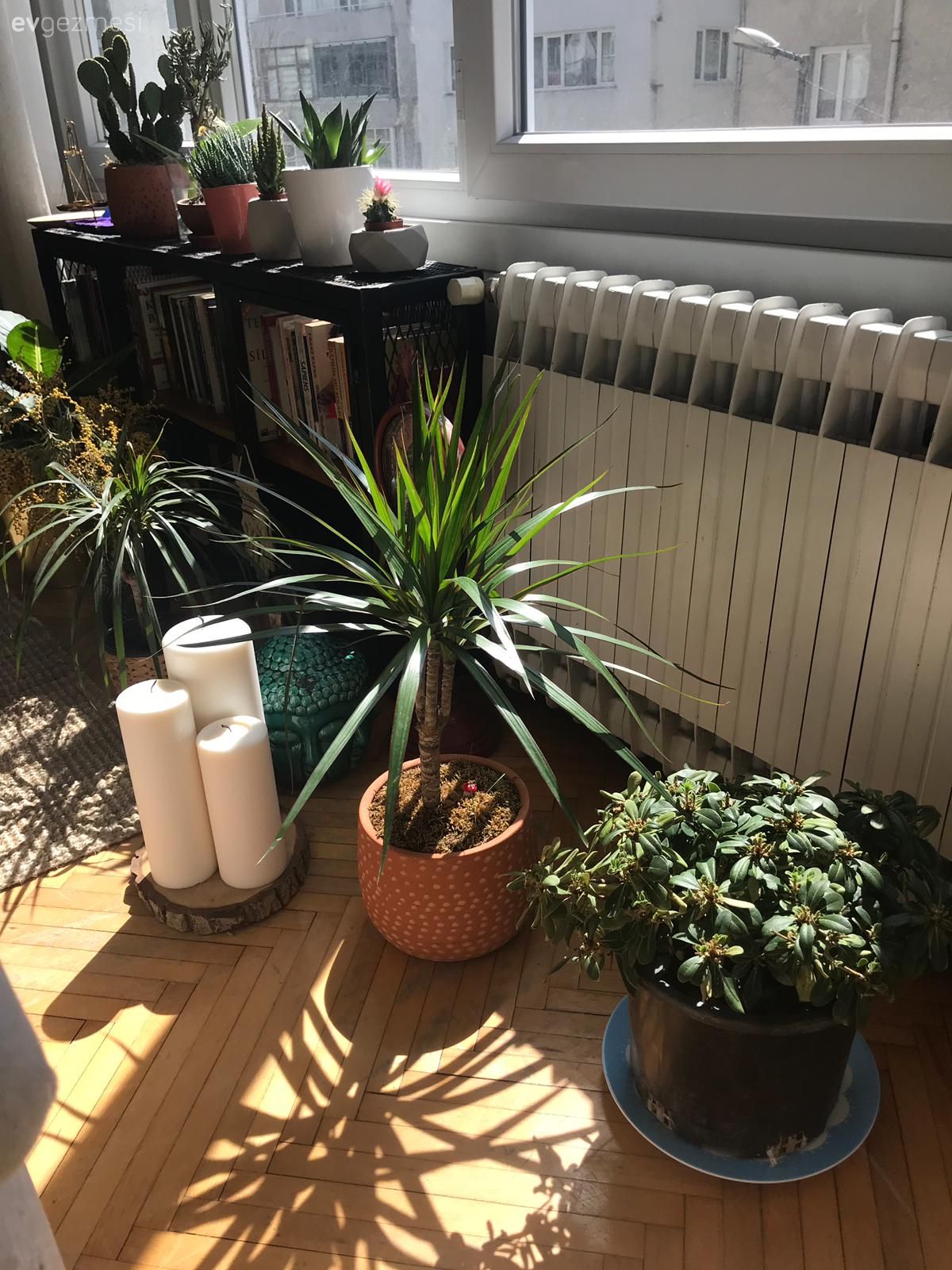 Ev bitkisi, Saksı, Mum