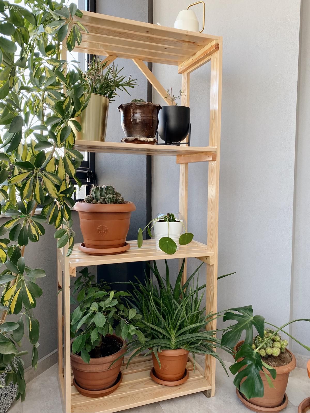 Balkon çiçekleri, Saksı, Açık raf, Ev bitkisi