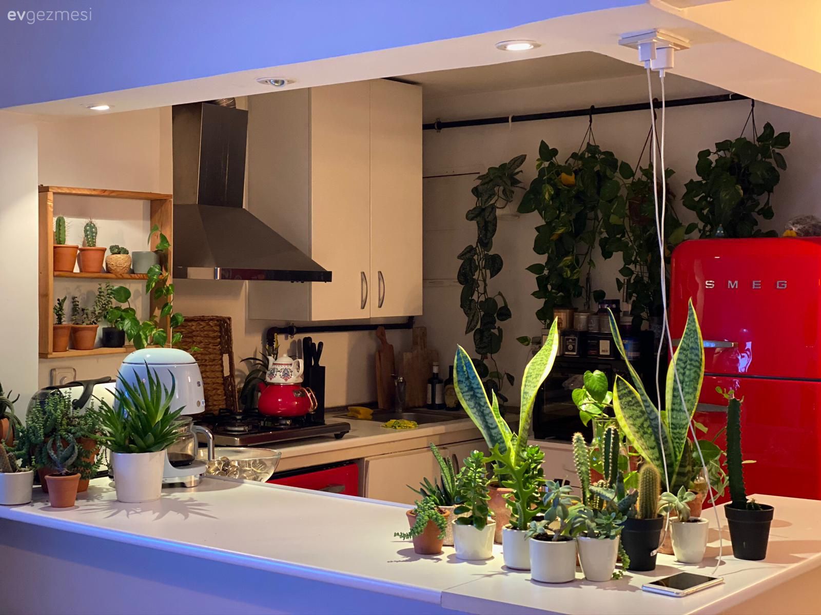 Ev bitkisi, Mutfak, Dekoratif Objeler