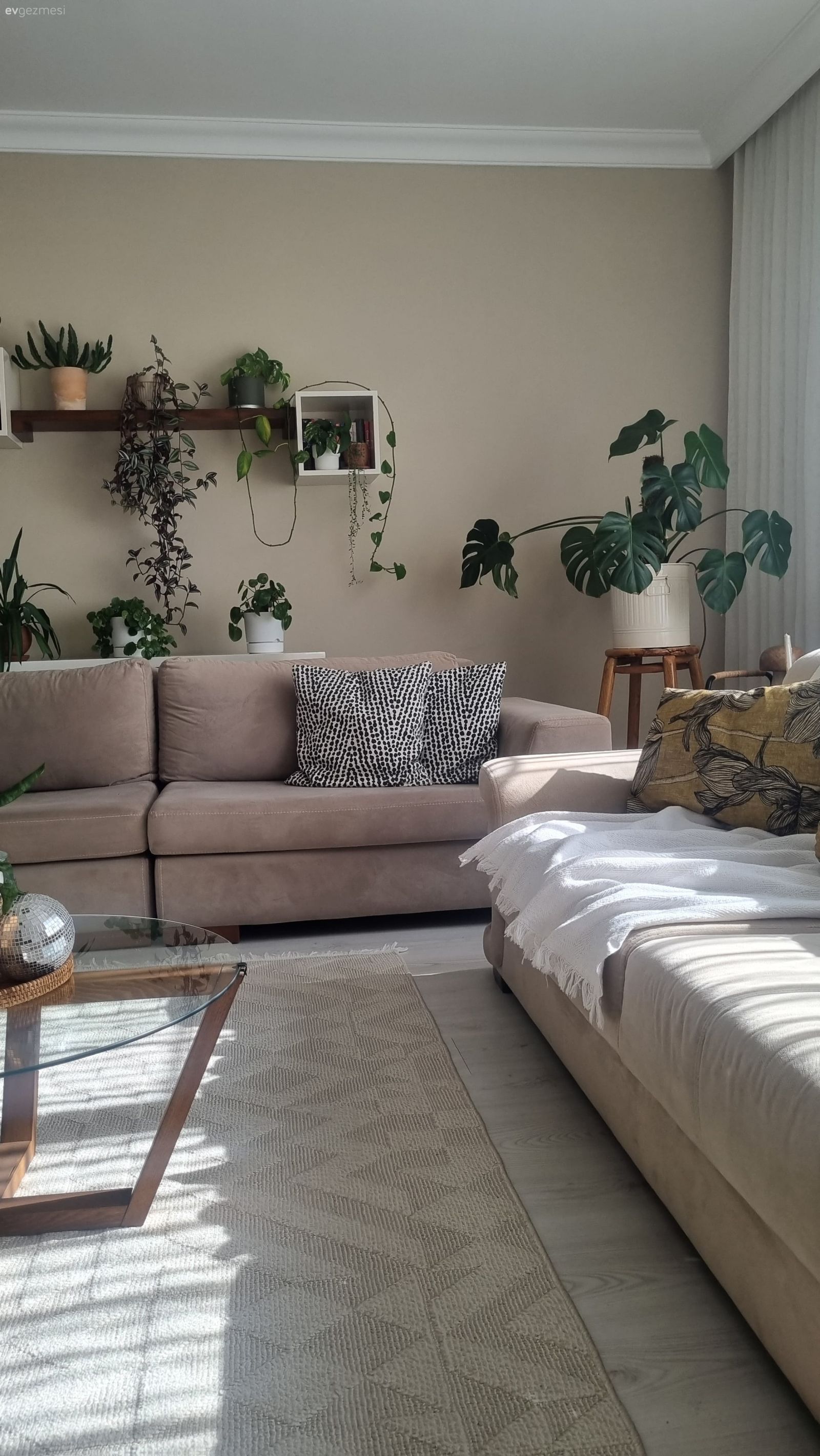 Bu Ankara Evinde Bitkiler Fazlaca Söz Sahibi