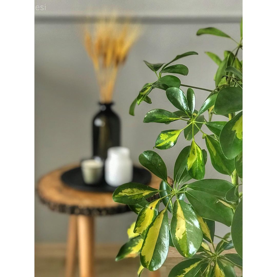 Ev bitkisi, Vazo, Ev Aksesuar, Pampas otu