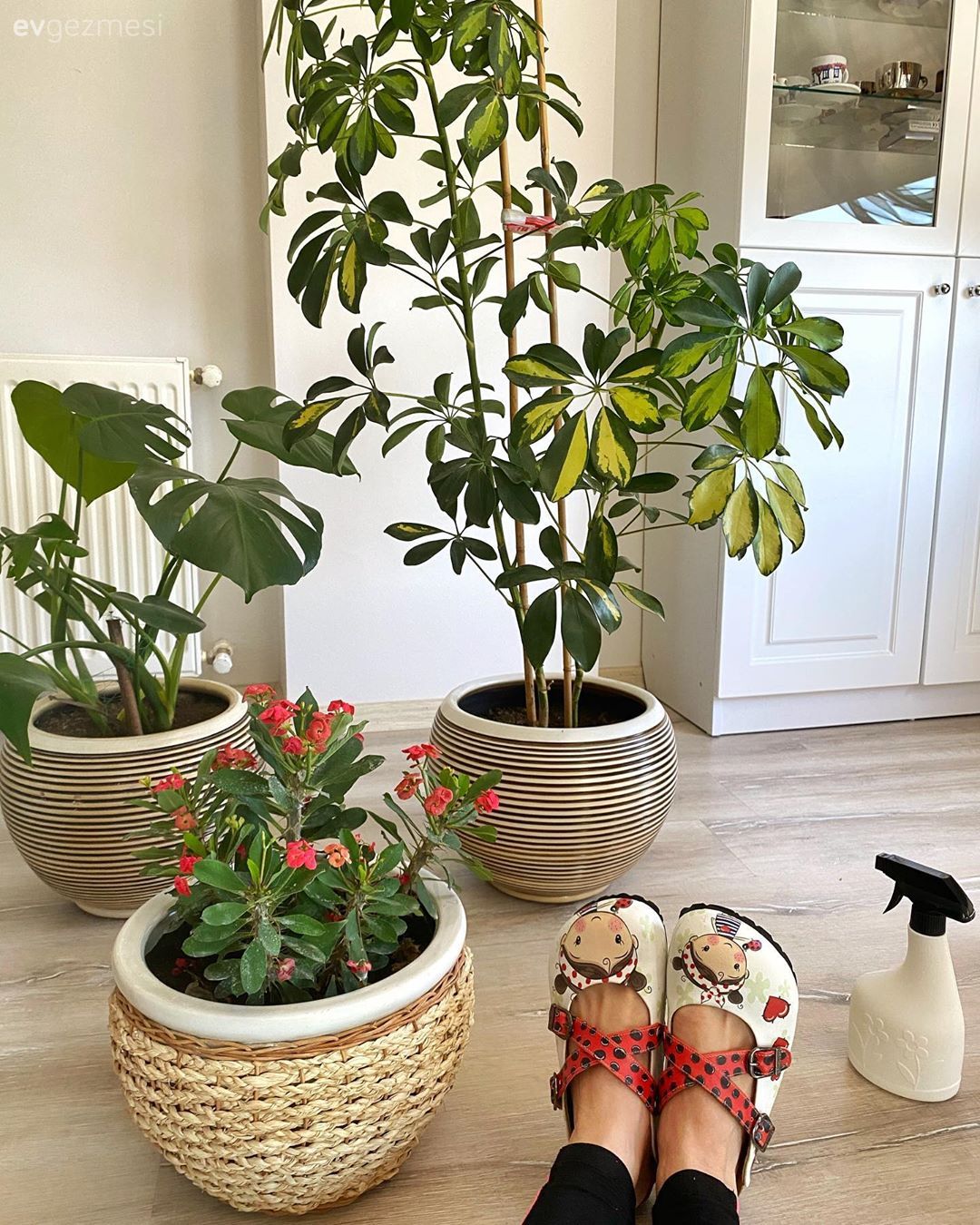 Hasır sepet, Çiçekler, Ev bitkisi, Beyaz, Vitrin