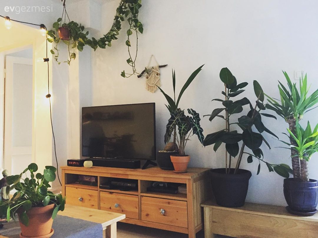 Tv ünitesi, Ahşap Mobilya, Ev bitkisi, Sarmaşık, Orta sehpa, Sehpa, Ahşap masa, Saksı, Duvar dekorasyonu