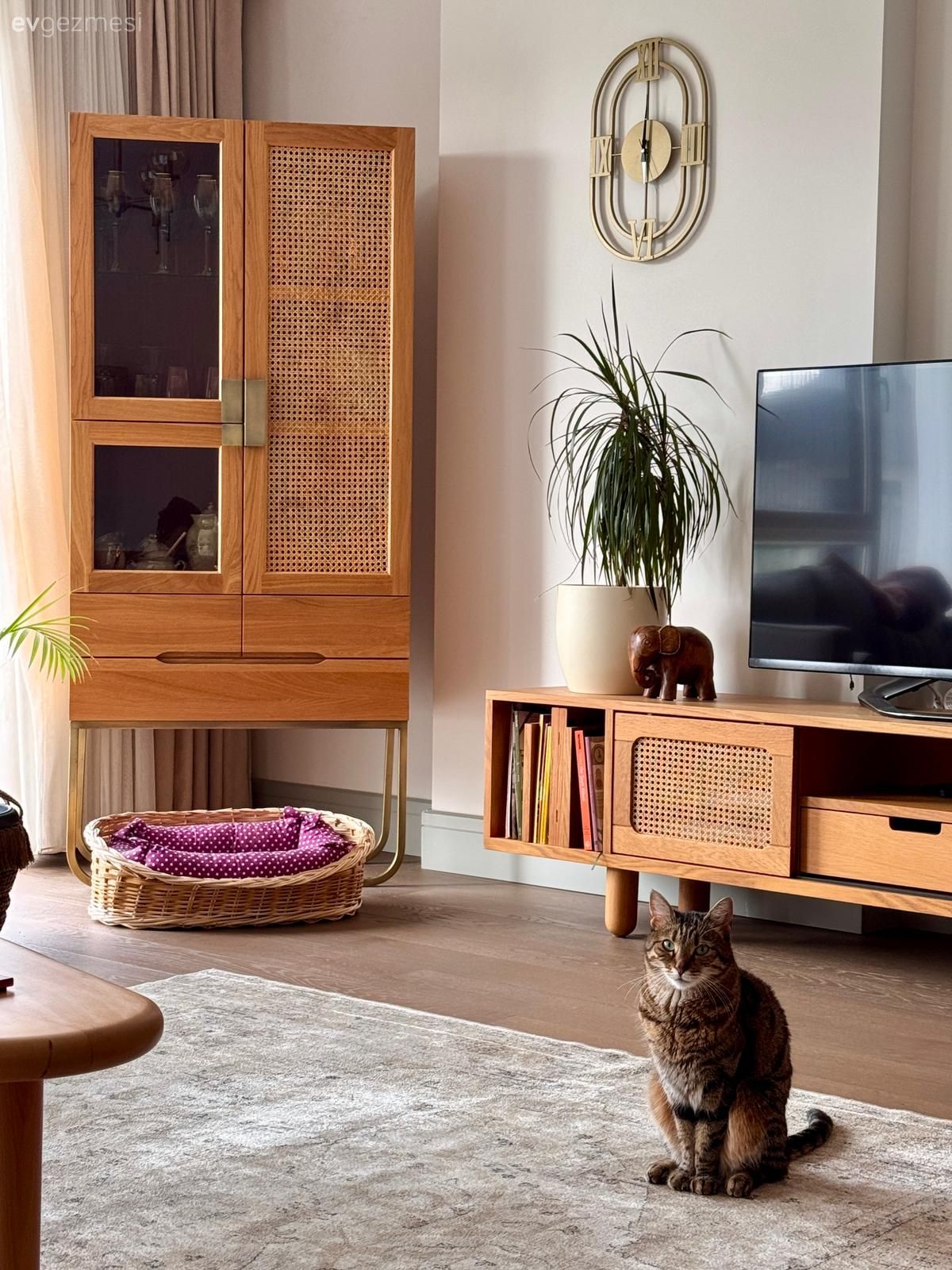 Tv ünitesi, Ahşap Mobilya, Hazeran, Ev bitkisi, Halı, Salon halısı