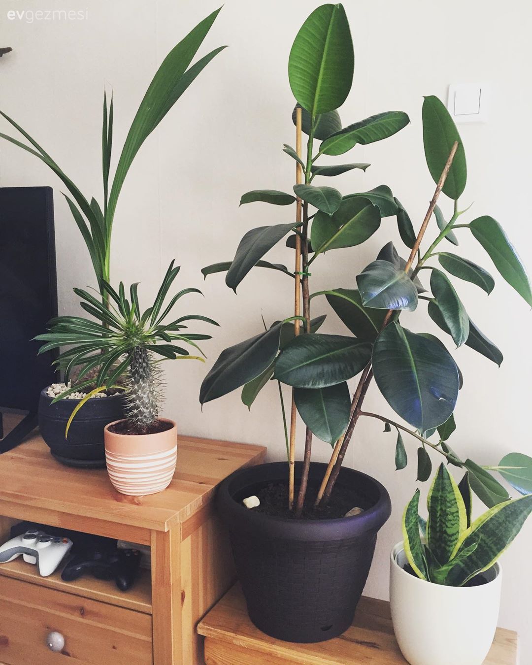 Ev bitkisi, Saksı, Ahşap Mobilya