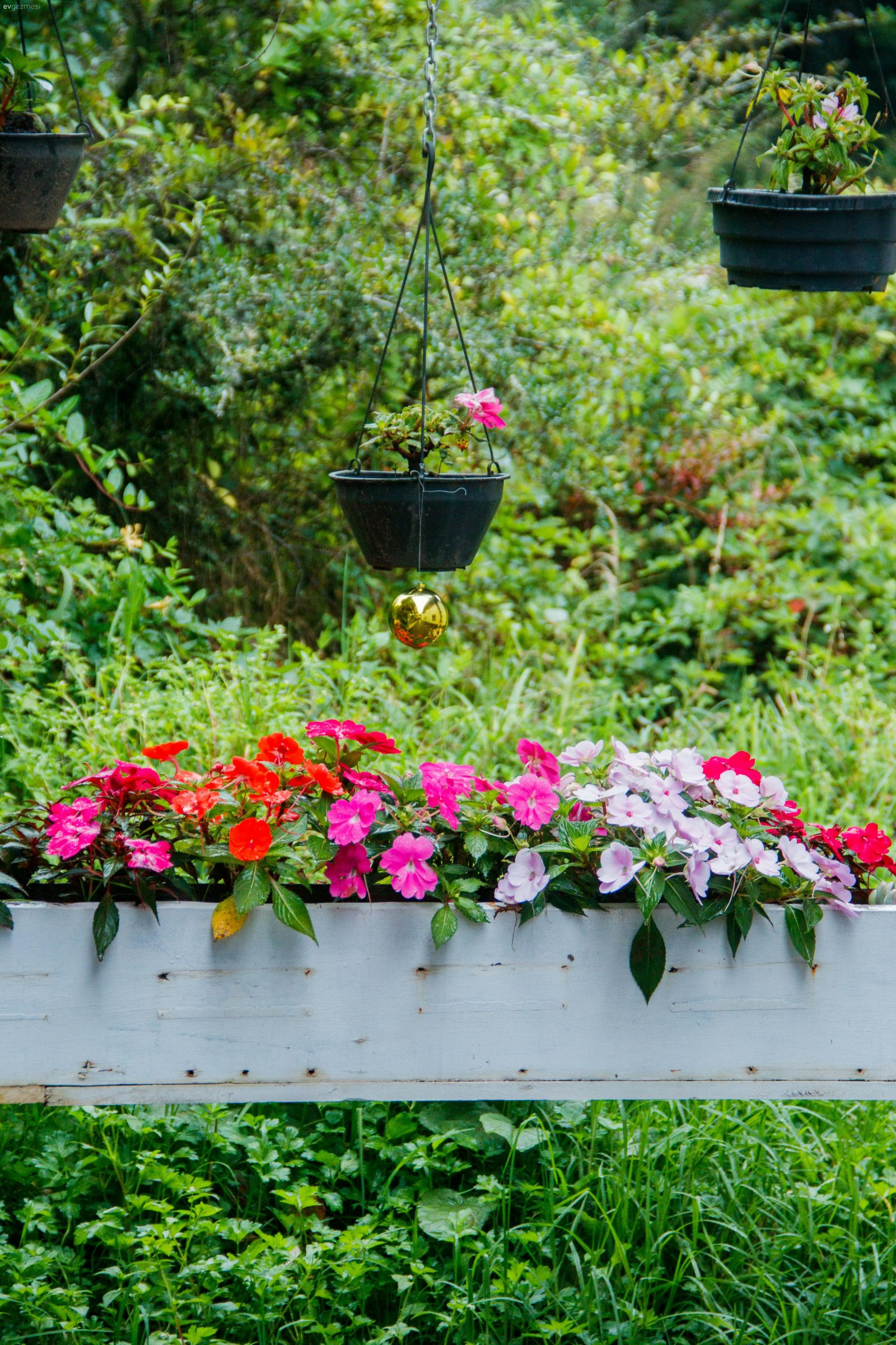 Saksıda Kolayca Yetişen ve Güneşi Az Seven 8 Bitki